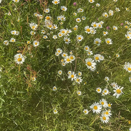 D'hotes Au Coeur De La Mayenne 3* Saint-Mars-du-Desert (Mayenne)