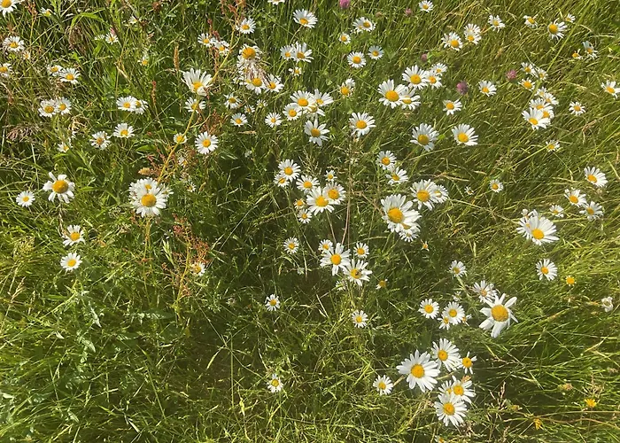 D'hotes Au Coeur De La Mayenne 3* Saint-Mars-du-Desert (Mayenne)